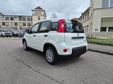 FIAT Panda 1.0 MHEV Cult, Mild-Hybrid Benzin/Elektro, Neuwagen, Handschaltung - 3