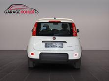 FIAT Panda 1.0 MHEV Cult, Hybride Léger Essence/Électricité, Voiture nouvelle, Manuelle - 6