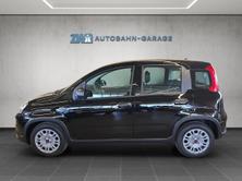 FIAT Panda 1.0 Hybrid Cult, Mild-Hybrid Benzin/Elektro, Neuwagen, Handschaltung - 2