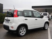 FIAT Panda 1.0 Hybrid Cult, Mild-Hybrid Benzin/Elektro, Vorführwagen, Handschaltung - 3