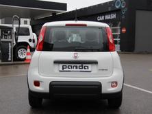 FIAT Panda 1.0 Hybrid Cult, Mild-Hybrid Benzin/Elektro, Vorführwagen, Handschaltung - 4